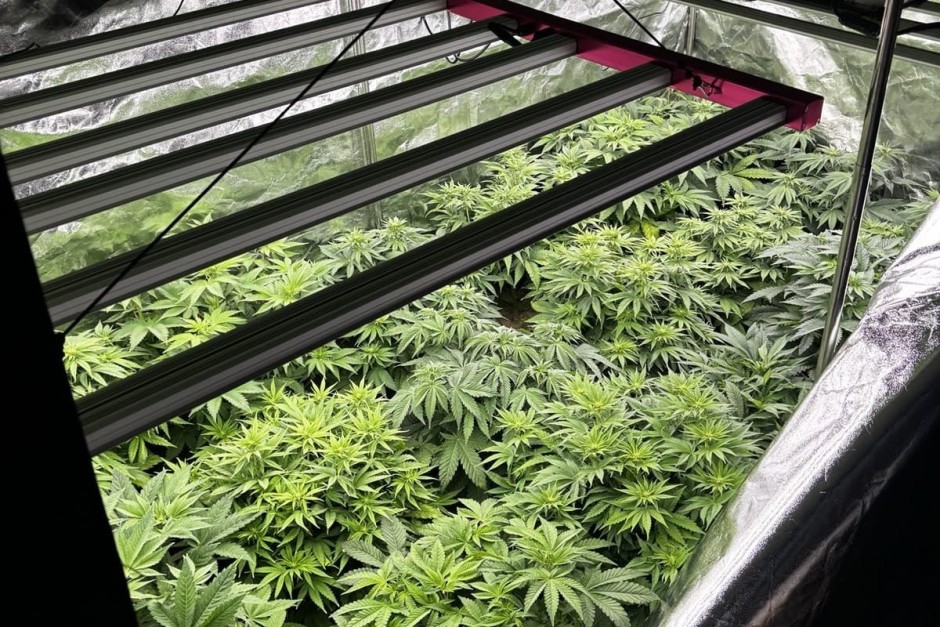 Nielegalna uprawa konopi w Rakowie