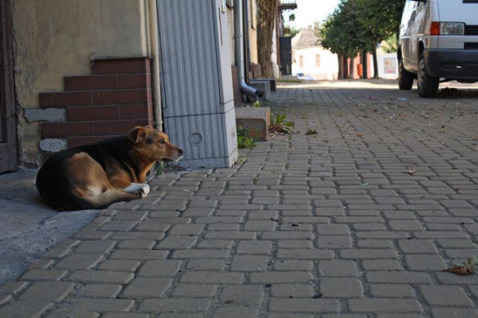 Przebudują schronisko. Kwarantanna nieporozumieniem?