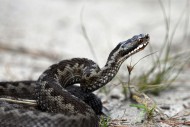 Nasłonecznione leśne polany lubią… żmije
