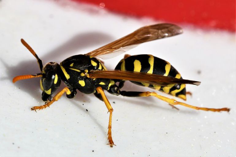 Krajowa plaga os