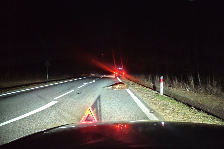 Kolizja z udziałem łosia na trasie Niwy– Cisów