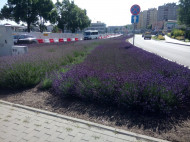 [FOTO] Lawendowe pole zdobi ulicę Czarnowską