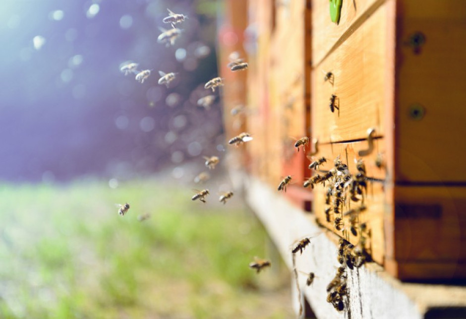 Kiedy dokonywać oprysków, aby nie szkodzić pszczołom?
