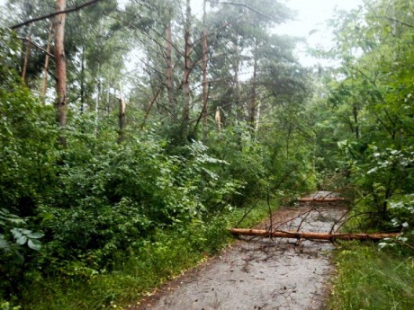 W gwałtownych wichurach ucierpiały lasy