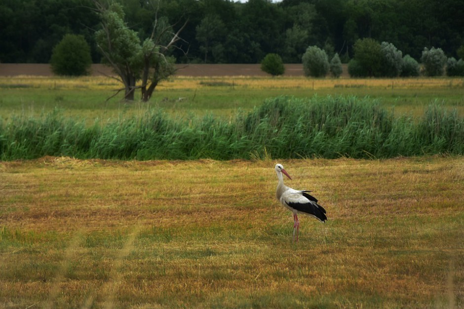 Bociany już sejmikują. Idzie jesień…