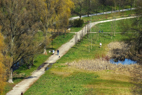 Posadzą 60 wiśni nad zalewem. Tak powstanie "Park Kielczan"