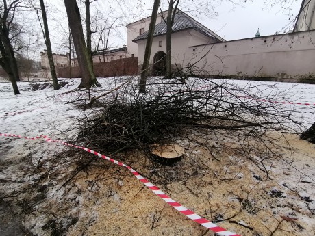 [FOTO] Rewitalizacja Parku Miejskiego. Wycinka drzew budzi kontrowersje