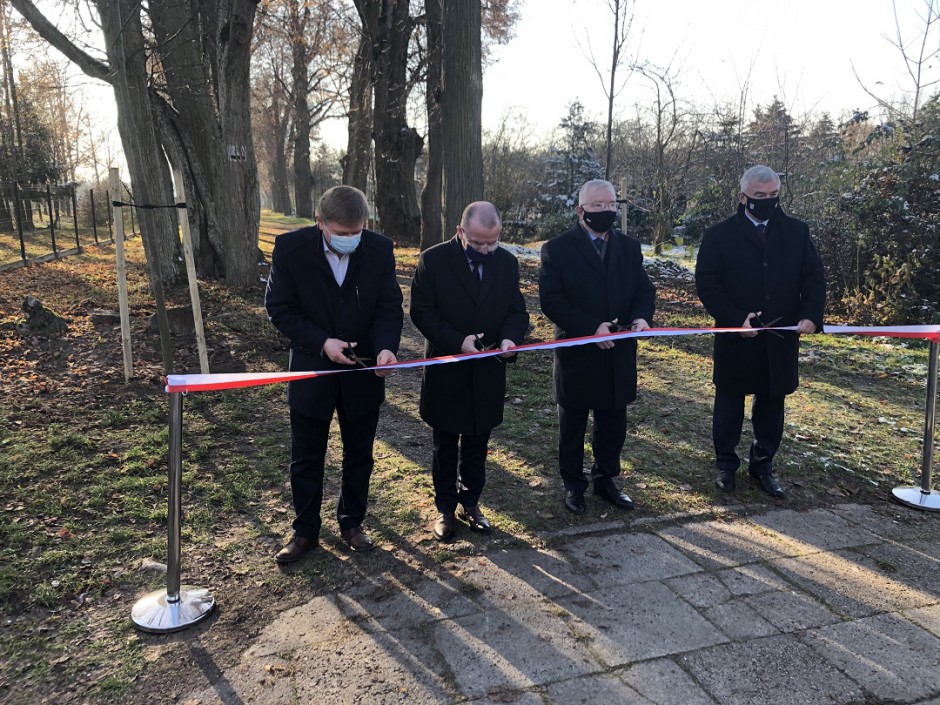 Zabytkowa Aleja Lipowa w Podzamczu odtworzona
