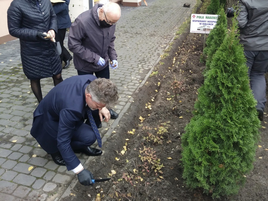 Pola Nadziei rozpoczęte. Zasadzono żonkile