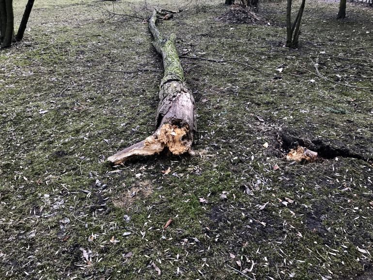 Mnóstwo zgłoszeń dotyczących wycinki drzew w Kielcach