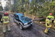 Wypadek podczas wycinki drzew w Niwach