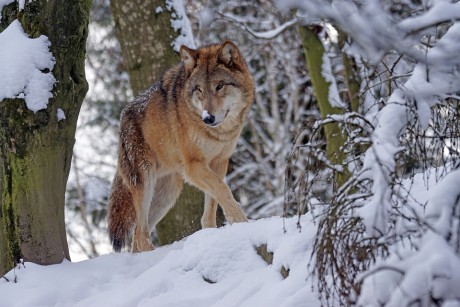 Wilków ci u nas dostatek. Niestety, są przypadki kłusownictwa