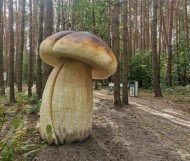 Gigantyczne grzyby… nad zalewem Andrzejówka!