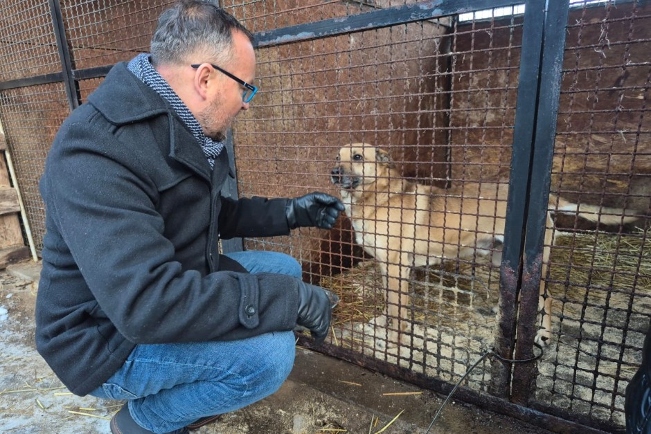 Nowe porozumienie w sprawie bezdomnych zwierząt