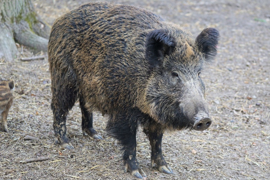 Dziki na ulicy Piwnika-Ponurego. Leśnicy przestrzegają przed ich dokarmianiem