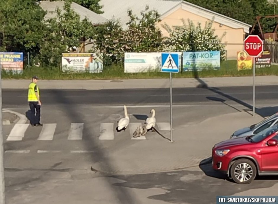 Eskortowali… łabędzie. Nietypowa interwencja policjantów