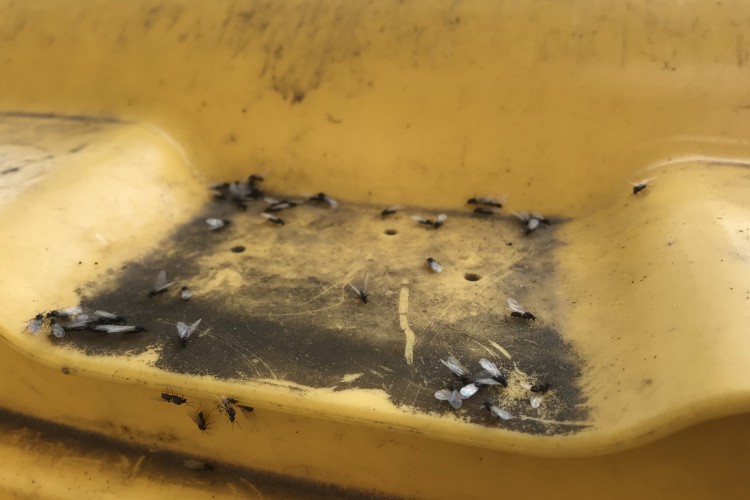 Plaga mrówek ze skrzydłami w Kielcach