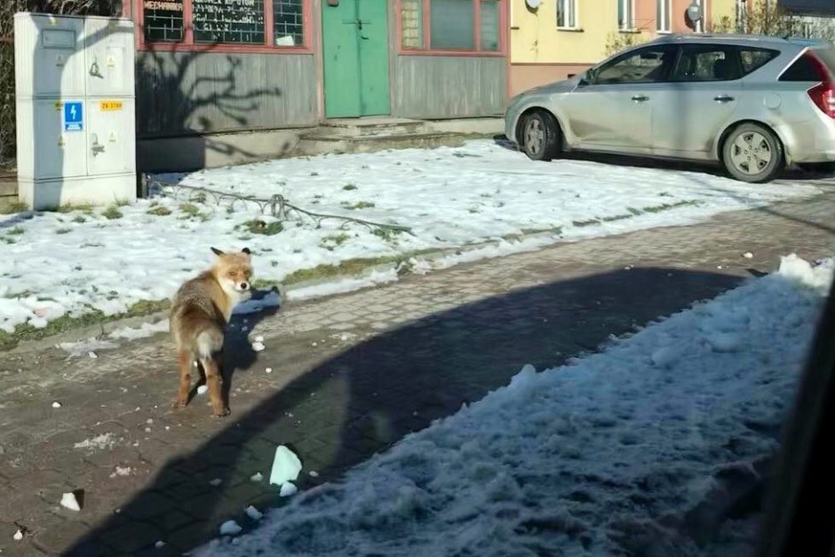 Niecodzienny widok na rondzie w Chmielniku