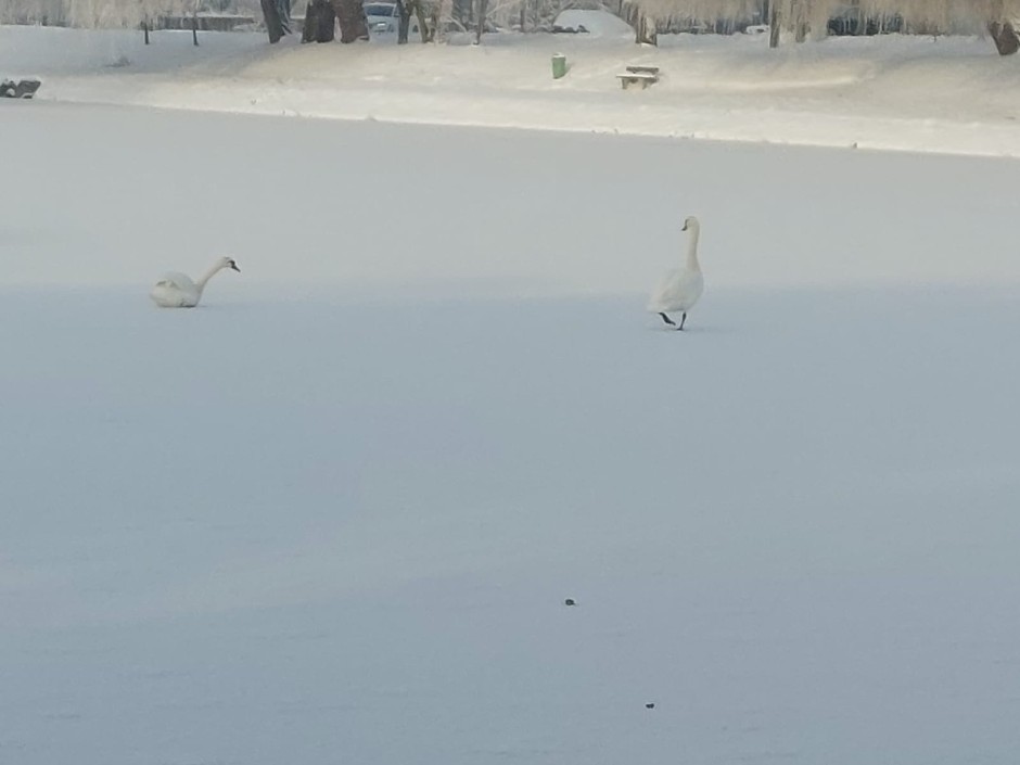 Łabędzie przymarzły do stawu. Pomogli strażacy