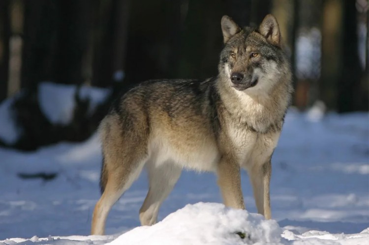 Coraz więcej wilków w świętokrzyskich lasach!