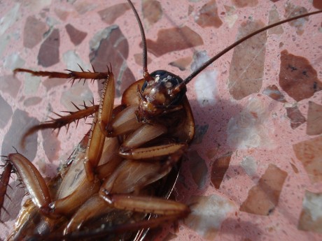 Jak karaluchy przetrwały tysiące lat?