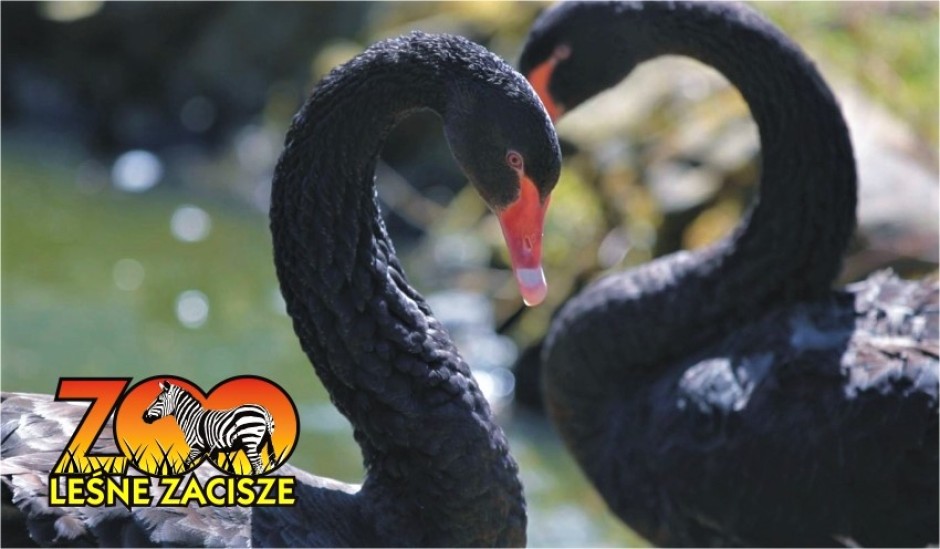 Zoo „Leśne Zacisze” poleca się na wycieczkę