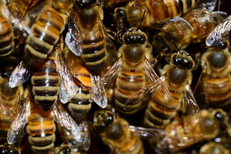 Jak szkodzimy pszczołom?