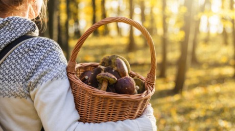 Wysyp grzybów w świętokrzyskiem. Sprawdź, gdzie jest ich najwięcej