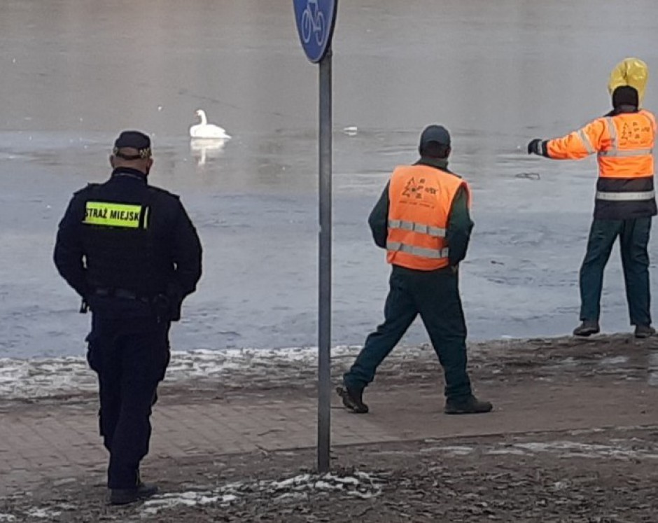 [FOTO] Łabędź przymarzł do tafli lodu. Uratowali go strażnicy miejscy i strażacy