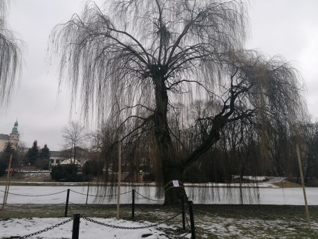 [FOTO] Po protestach będą dodatkowe ekspertyzy. Czy uda się uratować wierzbę w kieleckim parku?