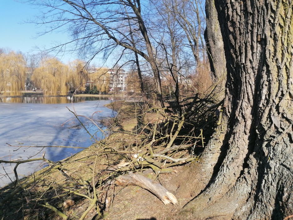 Zakończyła się wycinka drzew w parku miejskim. Gdzie trafi drewno?