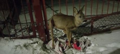 Młoda sarna utknęła w ogrodzeniu. Pomogli strażnicy miejscy