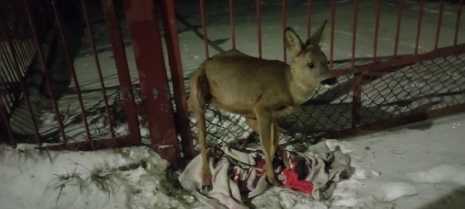 Młoda sarna utknęła w ogrodzeniu. Pomogli strażnicy miejscy