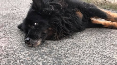 [INTERWENCJA] Potrącony pies cierpiał przez godzinę na ulicy. Sprawca uciekł