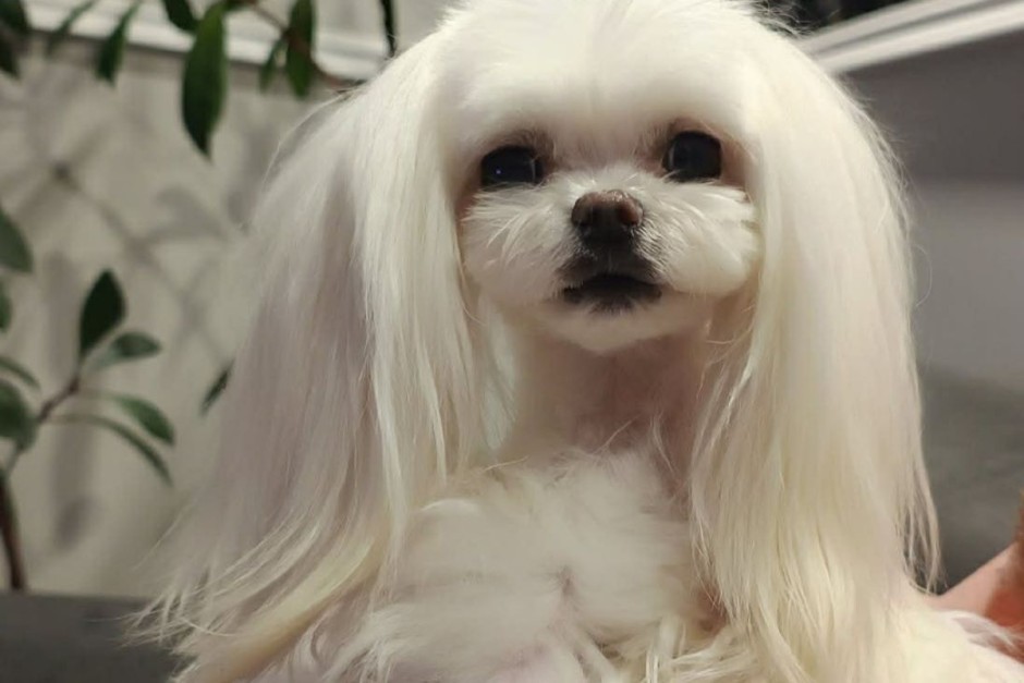 Ranna suczka czekała na pomoc. W Kielcach nikt nie odebrał telefonu