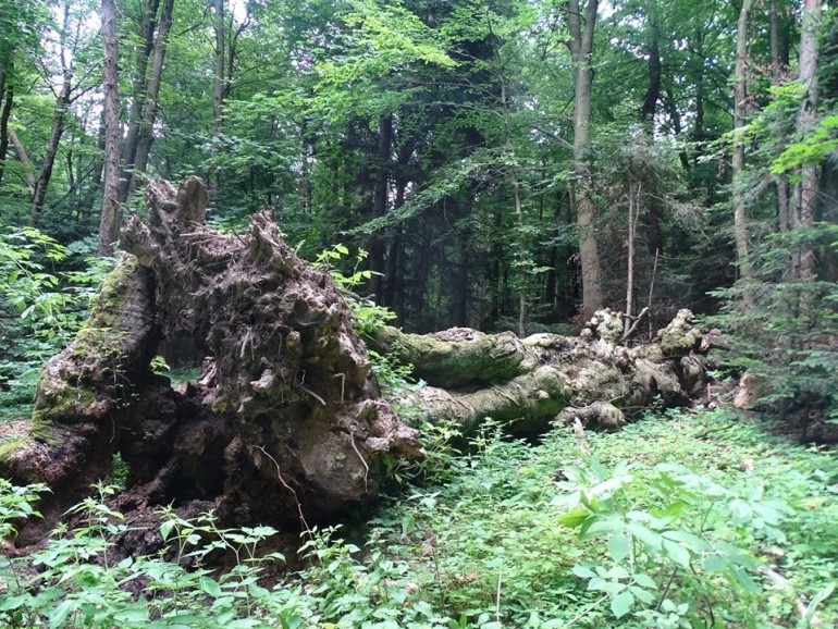 Buk Jagiełły, jeden z najsłynniejszych pomników przyrody, przegrał z naturą