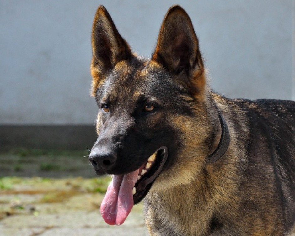 Nowy czworonożny policjant w Końskich – Loki
