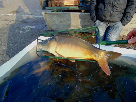 Jak karp, to naturalnie karmiony!