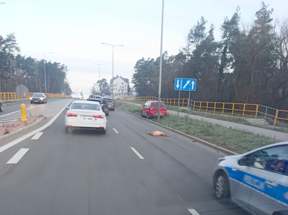 Kolizja z sarną na ul. Wojska Polskiego w Kielcach