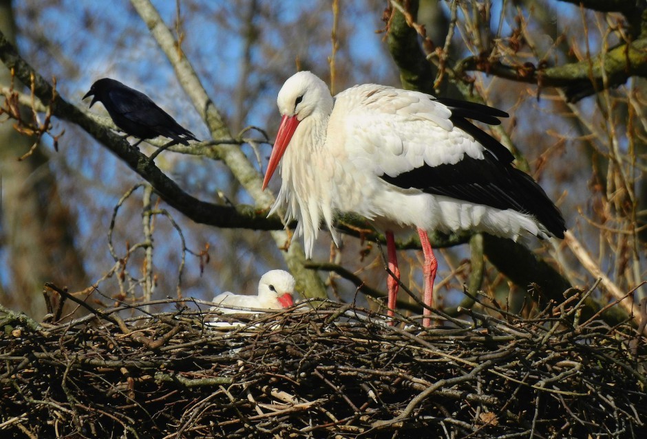 Szukają chętnych do… liczenia bocianów