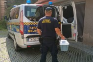 Podczas burzy i ulewy ucierpiały również ptaki. Straż Miejska niesie pomoc