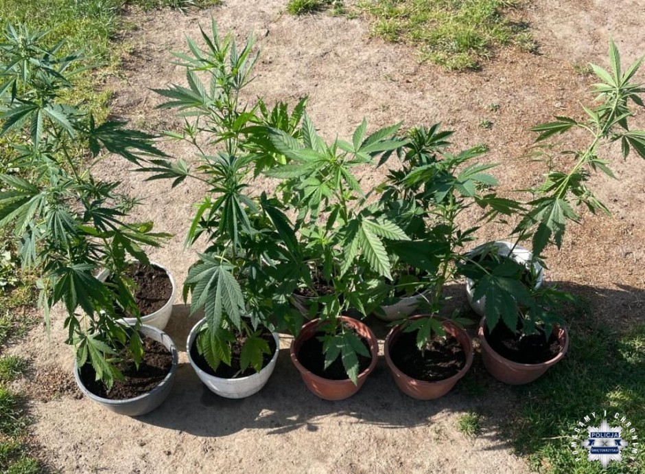 Policjanci zabezpieczyli w ubiegłym roku ponad półtorej tony narkotyków