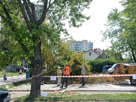 Trwa wycinka drzew na osiedlu KSM. Zdania mieszkańców podzielone