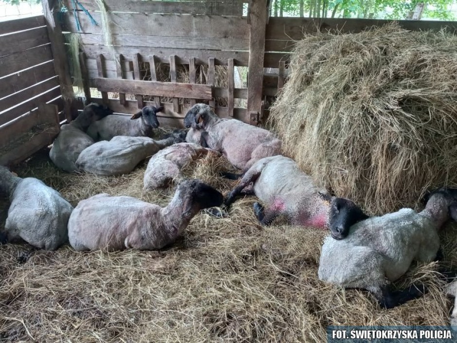 Psy zagryzły owce w zagrodzie. Zginęło 29 zwierząt