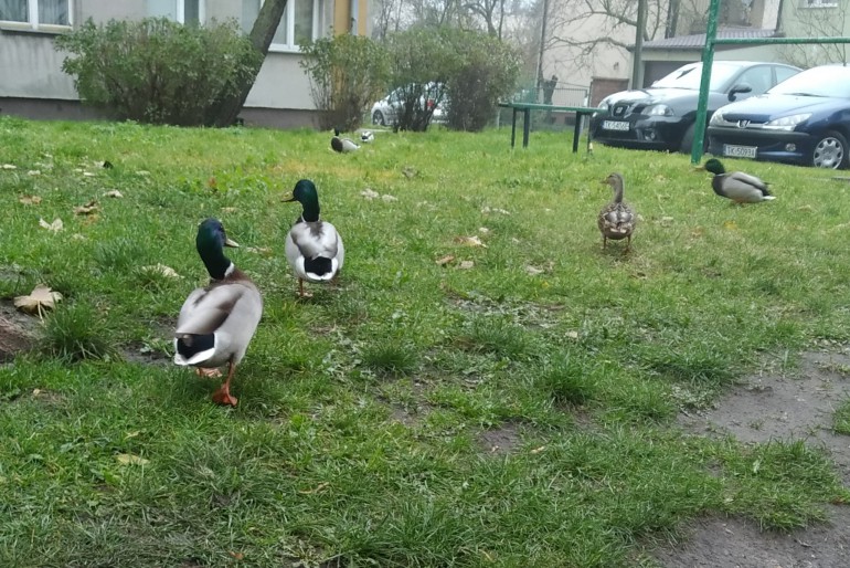 Kaczki - turystki spacerują sobie po Sandomierskiej!