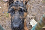 Policjanci uratowali psa, który wpadł do zbiornika na nieczystości