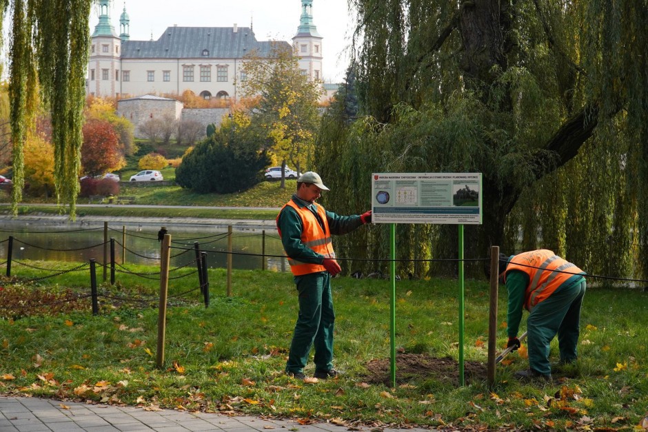 Dwie wierzby w zamian za wyciętą „Bogumiłę”?