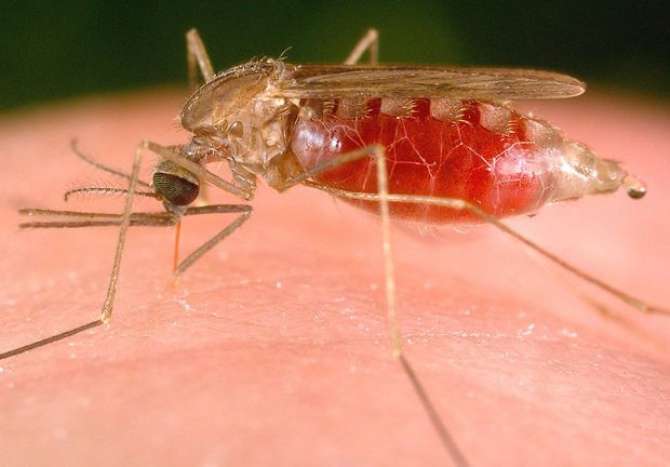 Natrętne komary