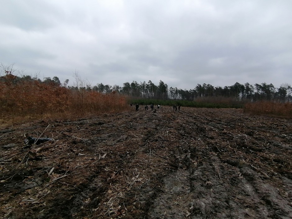 Leśnicy rozpoczęli nasadzenia. Posadzą 13 milionów drzew i krzewów!