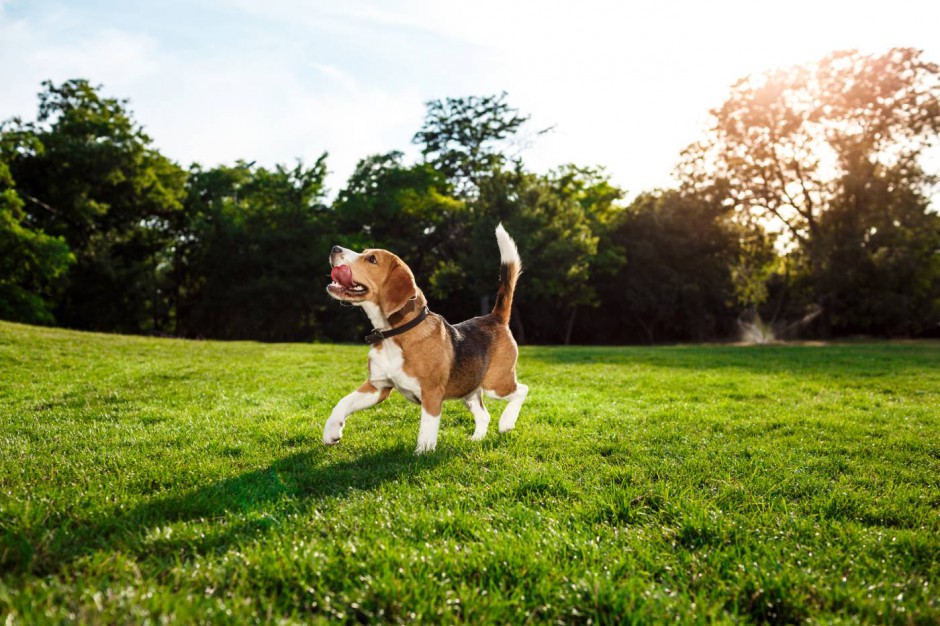Czy beagle to psy, które dobrze znoszą niskie temperatury? Artykuł sponsorowany
